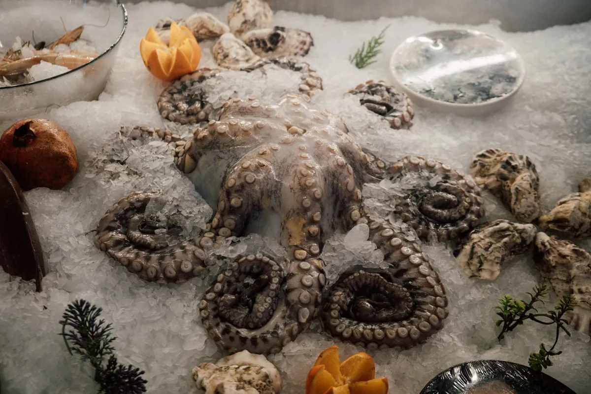 Fresh Mafia Island octopus catch from sustainable closure programme Tanzania
