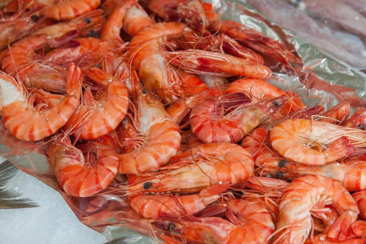 Jumbo prawns sizes 8 to 25 from Rufiji Delta Tanzania artisanal harvest