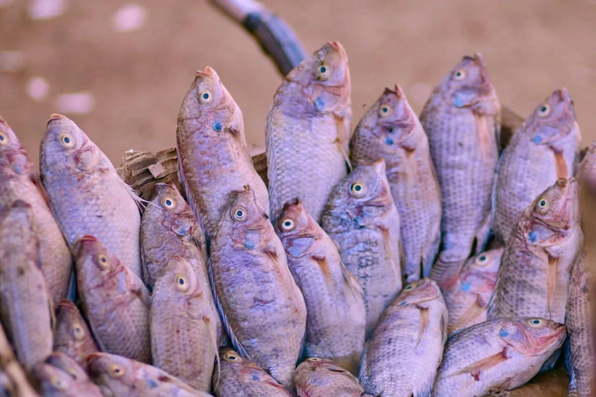Lake Victoria tilapia cage-farmed sustainable Tanzania freshwater