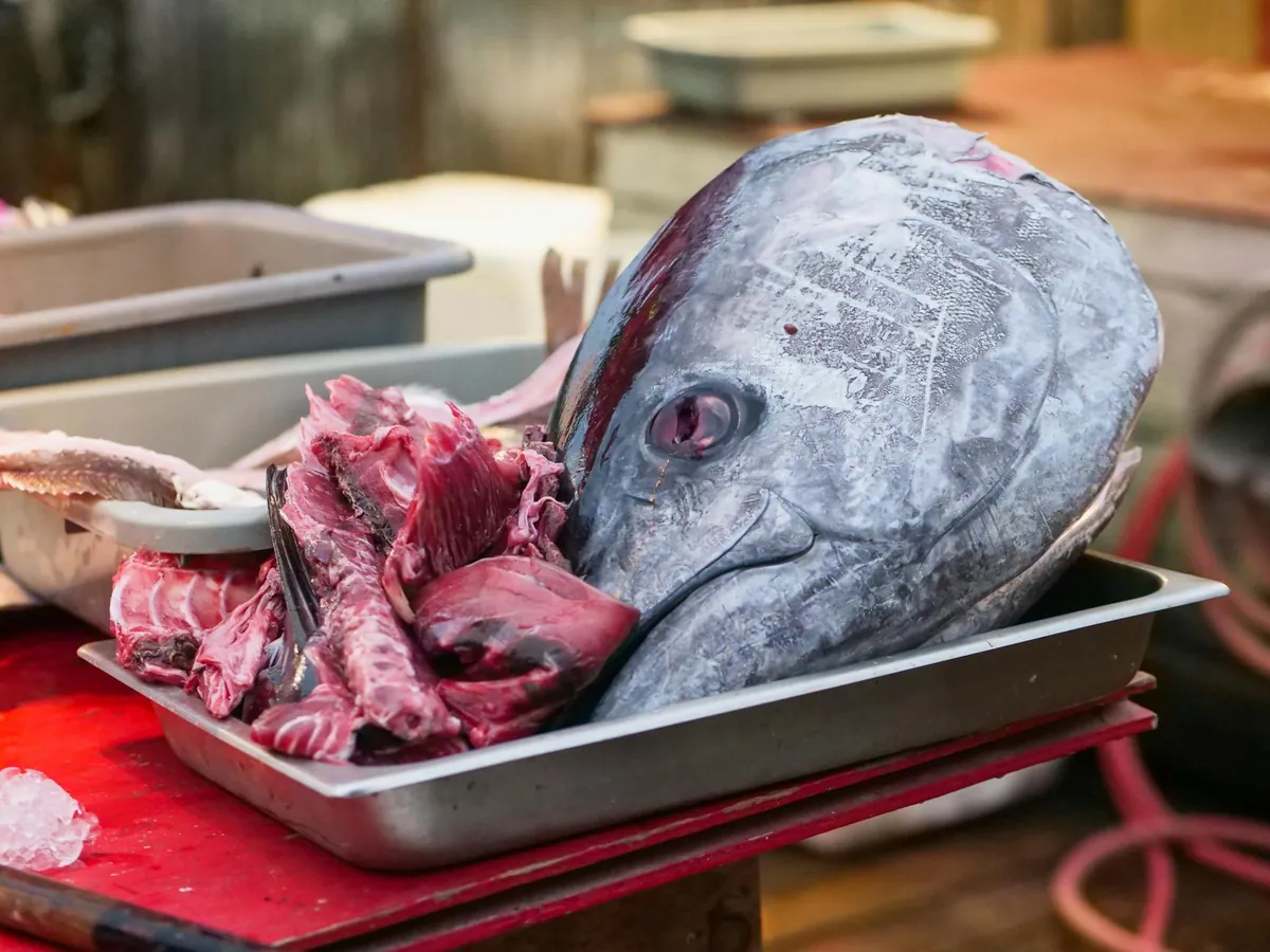 Yellowfin tuna fresh sashimi grade pole-and-line caught from Pemba Channel Tanzania