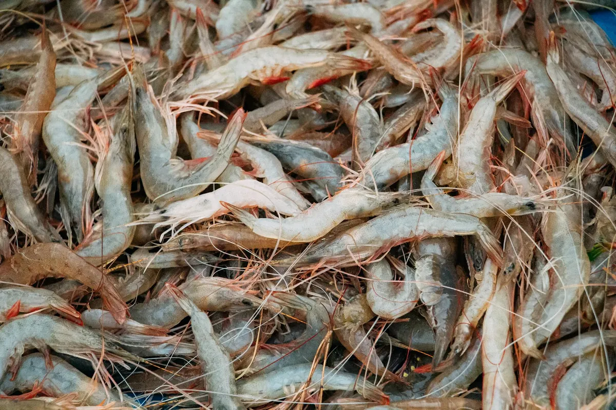 Artisanal prawn harvest in Rufiji Delta mangroves Tanzania