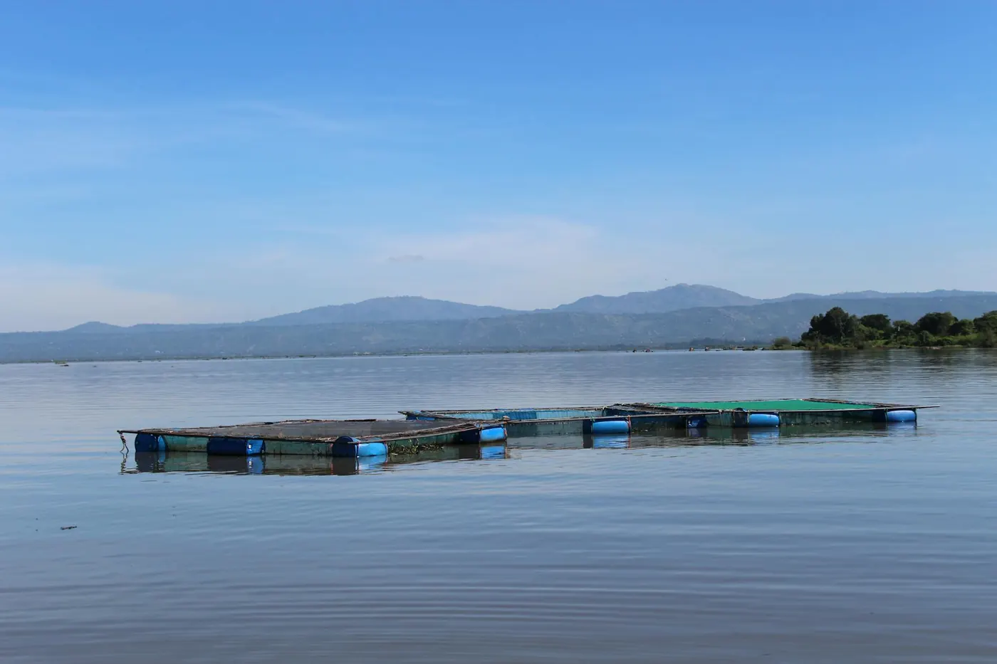 Lake Victoria Tanzania cage farmed sustainable tilapia Mwanza co-op