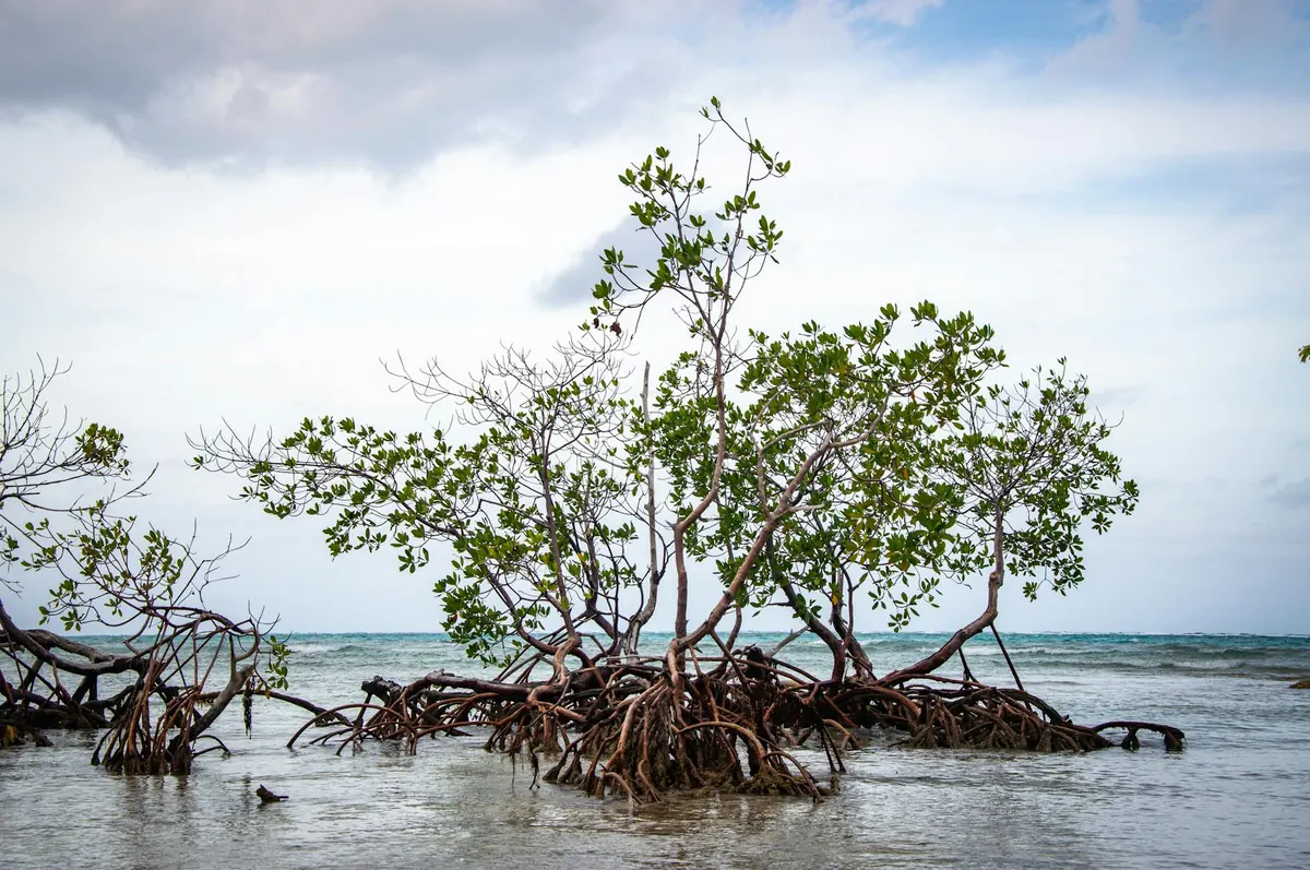 Tanzania mangrove conservation protected ecosystem